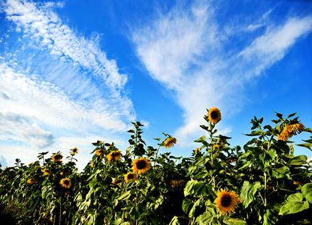 2011鈥4+2鈥澆菰闷镄谢疃 <wbr><wbr>之 <wbr>柴河镇－－扎兰屯市－－巴林镇 <wbr>路段